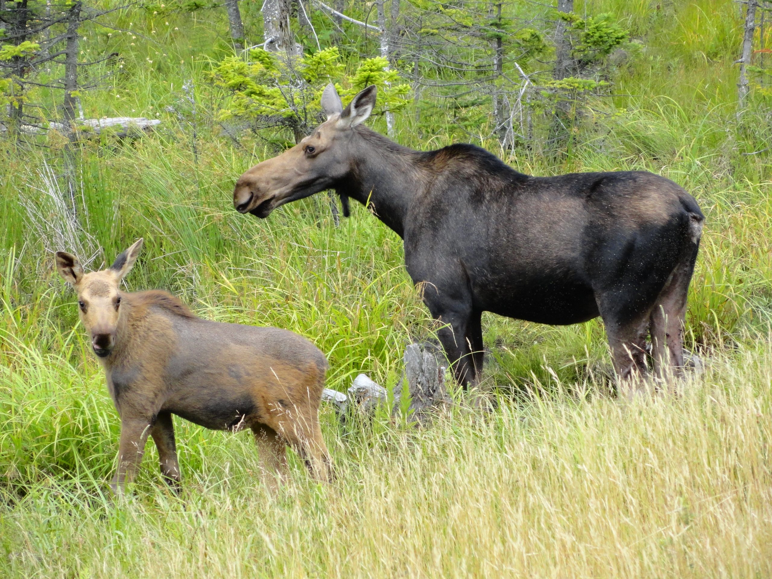 The Moose is Loose in Washington State » Craig Romano